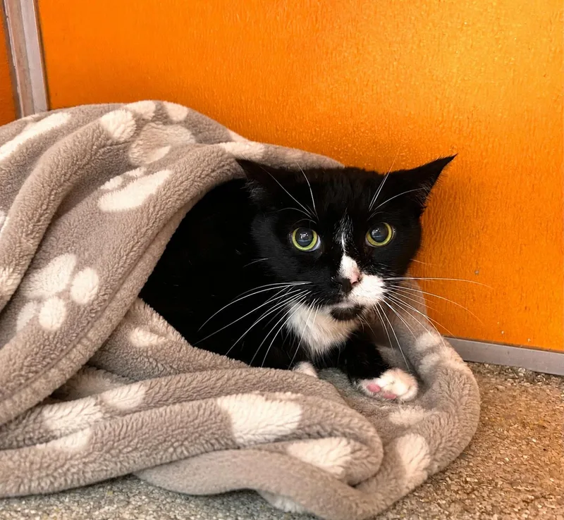 An adult medium-sized male Black & White / Tuxedo Domestic Short Hair cat named Freebie for adoption in Elyria, OH