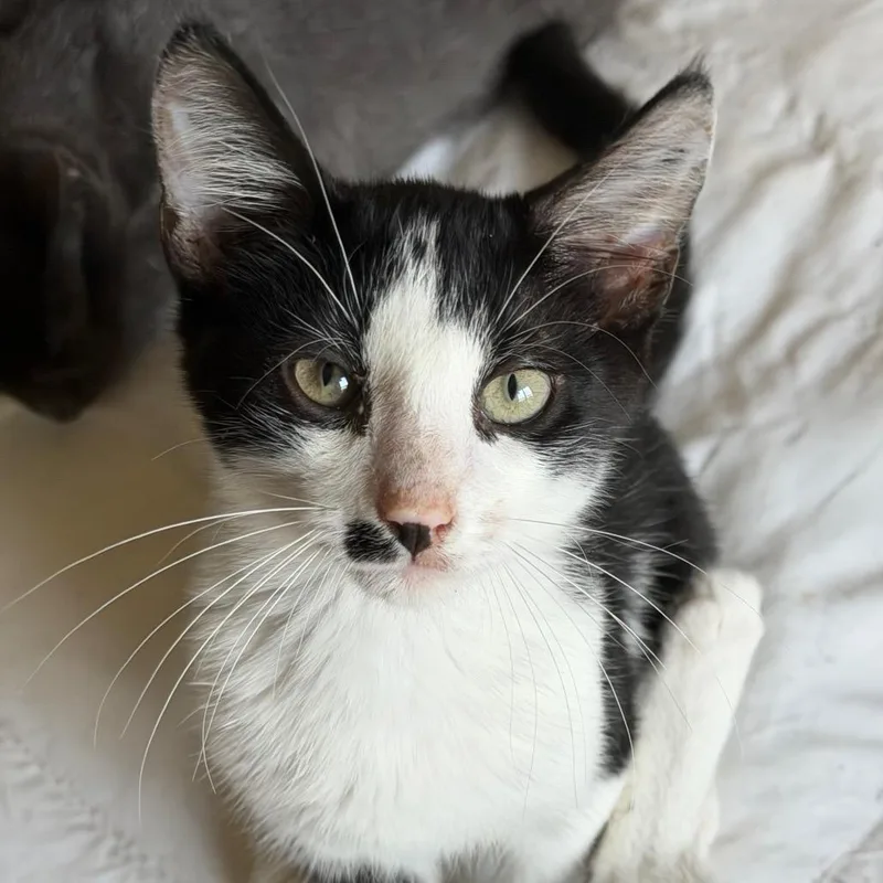 A baby small-sized male American Shorthair cat named Allan for adoption in mount vernon, AR