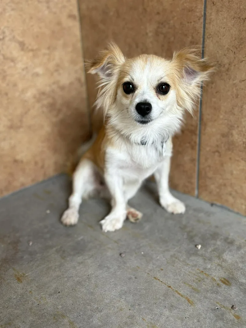 A young small-sized female Apricot / Beige Papillon dog named Trellis for adoption in Phoenix, AZ