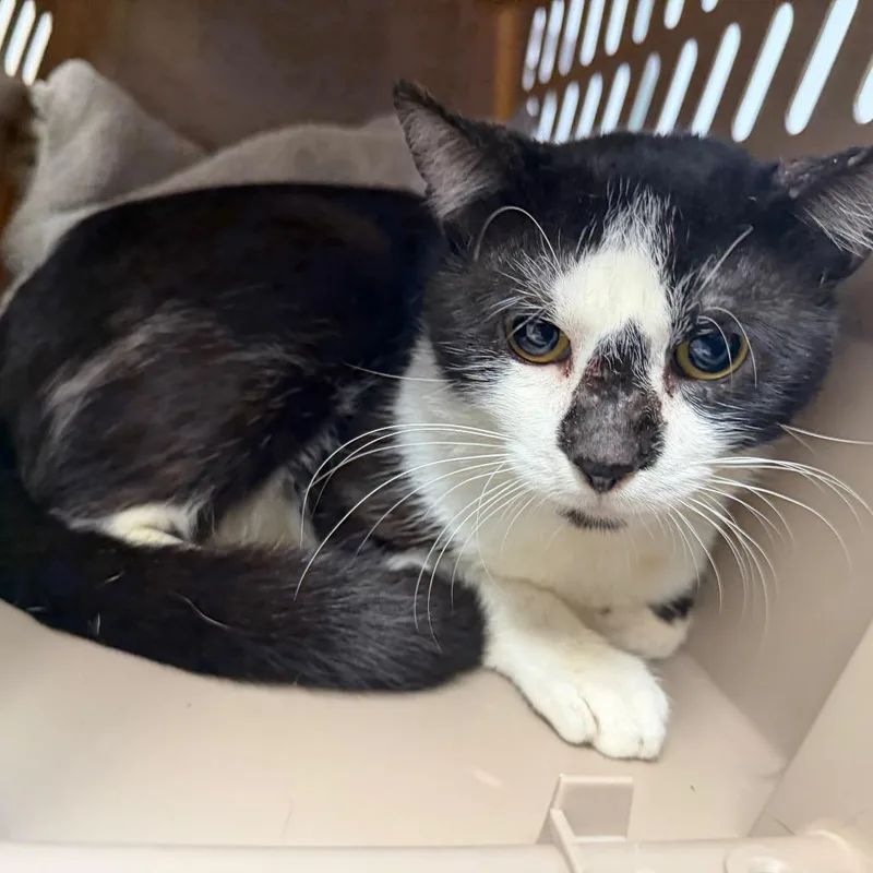 An adult medium-sized male Domestic Short Hair cat named "Zero" for adoption in Perkiomenville, PA