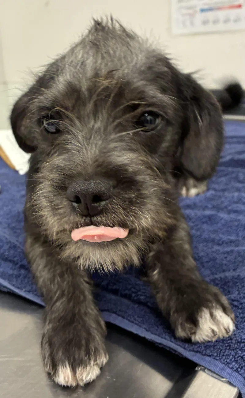 A young small-sized male Toy Fox Terrier dog named John Snow for adoption in Los Angeles, CA