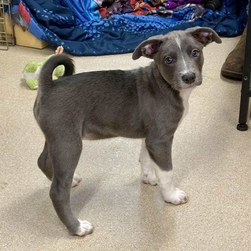 A baby medium-sized male Gray / Blue / Silver Mixed Breed dog named Jimmy for adoption in Fort Bragg, CA