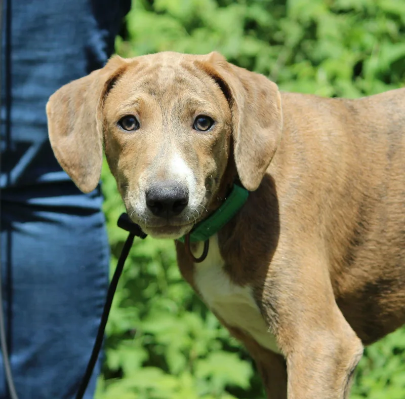 A baby large-sized male Brindle Mountain Cur dog named Luco for adoption in Portage, WI