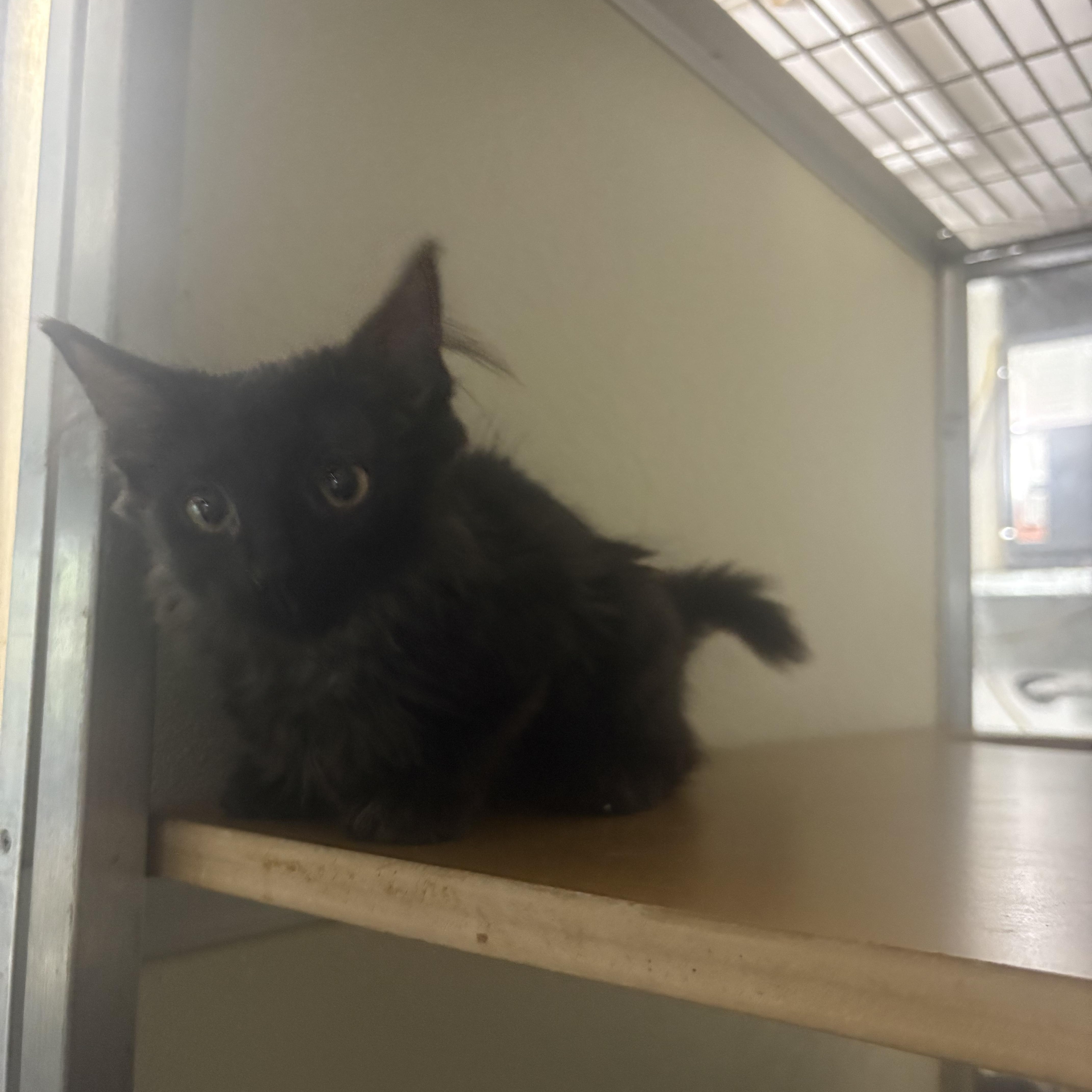A baby small-sized male Domestic Medium Hair cat named Sherlock for adoption in Lehigh Acres, FL