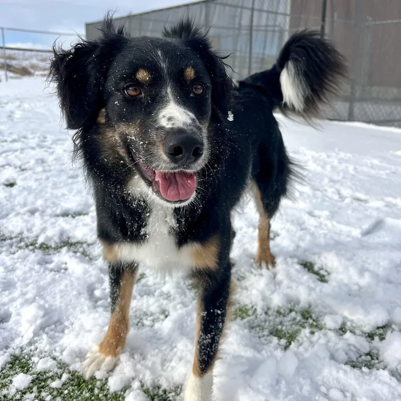 An adult medium-sized male Australian Shepherd dog named Sunny for adoption in Idaho Falls, ID