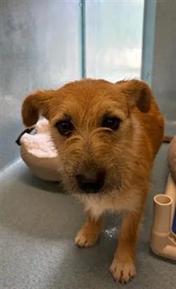 A young medium-sized female Terrier dog named Little Red for adoption in Agoura, CA