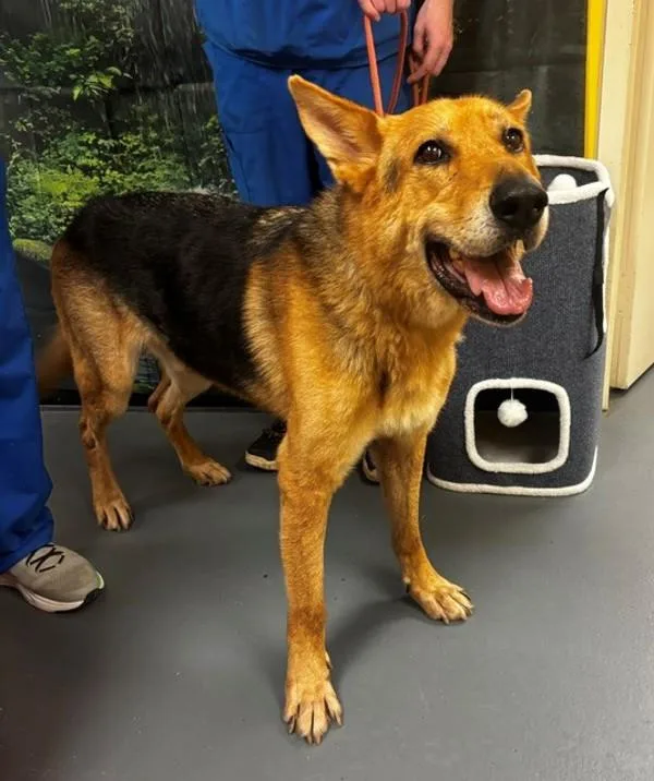An adult large-sized male German Shepherd Dog dog named Pluto for adoption in Dallas, GA