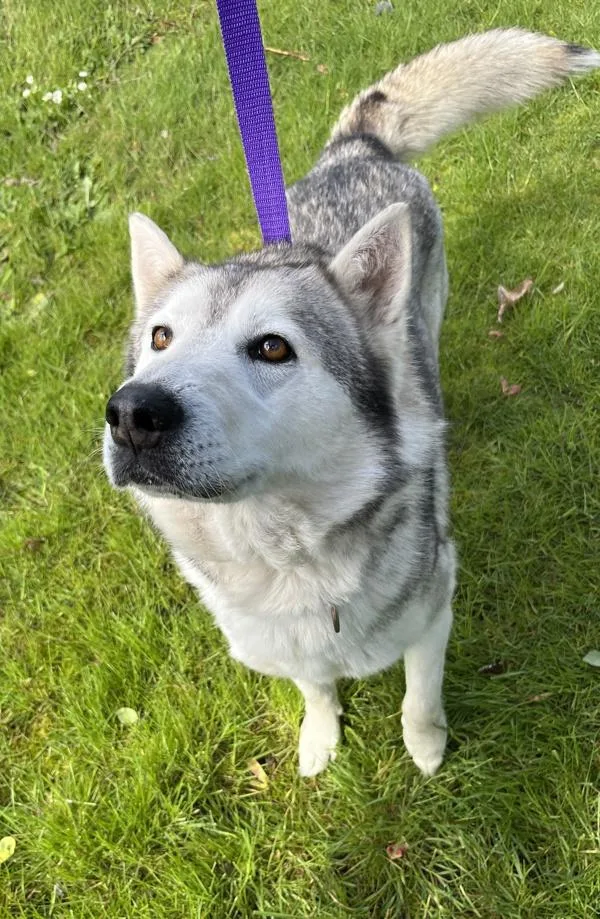 An adult large-sized female Siberian Husky dog named Briar for adoption in Salem, OR
