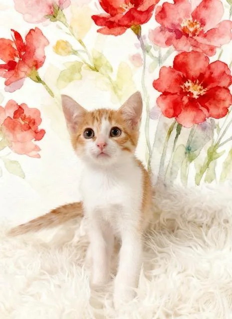 A baby small-sized female Domestic Medium Hair cat named Sweetheart for adoption in Tehachapi, CA