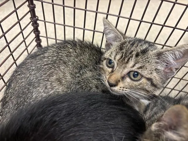 A baby small-sized male Domestic Short Hair cat named Gil for adoption in Fort Lauderdale, FL