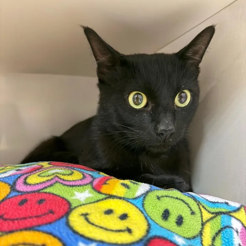 An adult medium-sized male Black Domestic Short Hair cat named Taro for adoption in Redwood City, CA