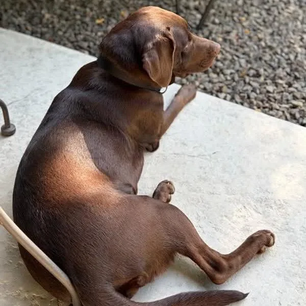 Timber