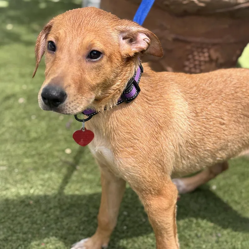 A baby large-sized male Labrador Retriever dog named Frog for adoption in San Diego, CA