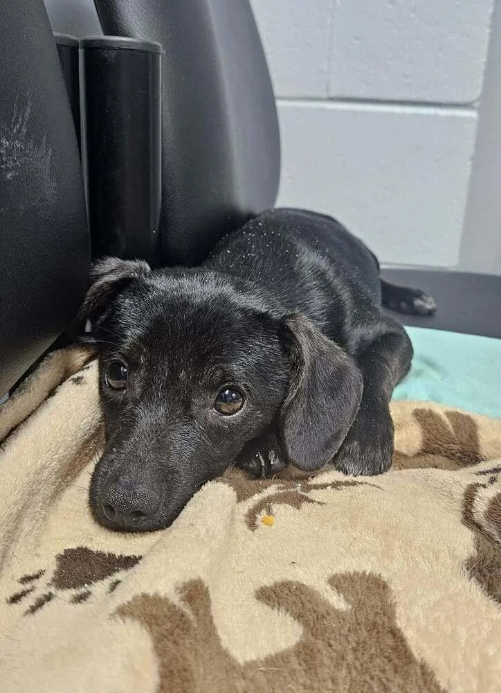 A baby small-sized male Black Mixed Breed dog named Tarzan for adoption in Columbus, OH