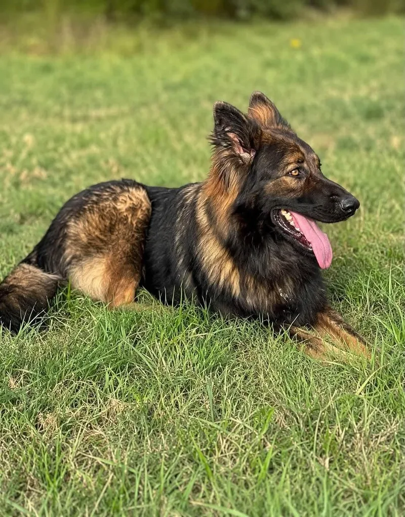 An adult large-sized male Black German Shepherd Dog dog named Murphy for adoption in Allen, TX