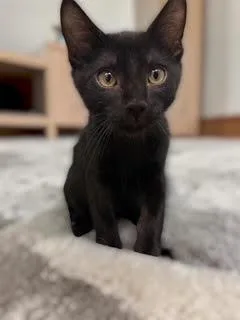 A baby small-sized male Black Domestic Short Hair cat named Ivan Kotenok for adoption in Chandler, AZ