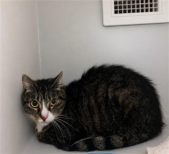 An adult small-sized female Domestic Short Hair cat named Jess for adoption in Statesville, NC