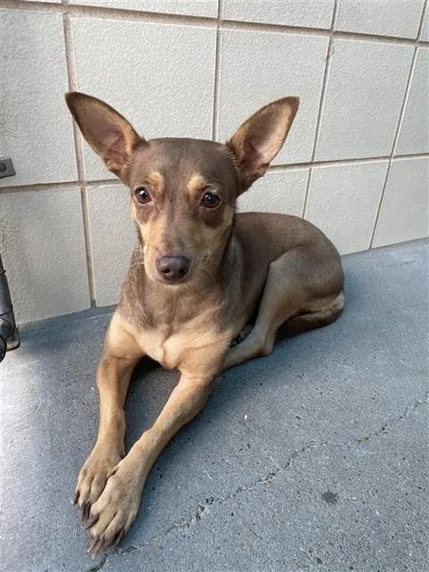 An adult small-sized female Miniature Pinscher dog named Sandie for adoption in Corpus Christi, TX