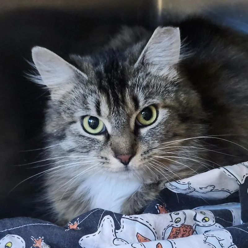 A young medium-sized female Brown / Chocolate Domestic Long Hair cat named Elizabeth for adoption in Columbia Station, OH