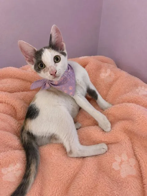 A baby medium-sized female Calico cat named Astra for adoption in Gardena, CA