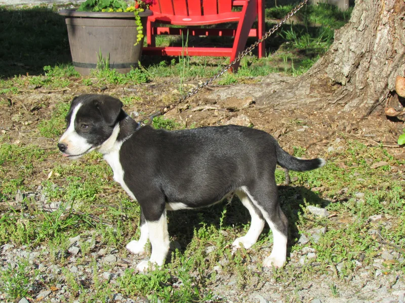 A baby medium-sized male Feist dog named Seth for adoption in Medfield, MA