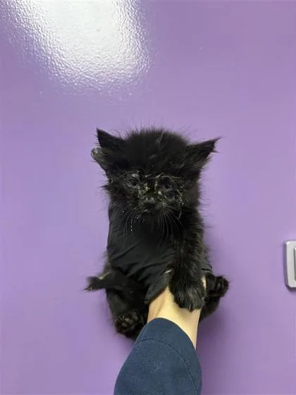 A baby small-sized female Black Domestic Medium Hair cat named 61136501 for adoption in El Paso, TX