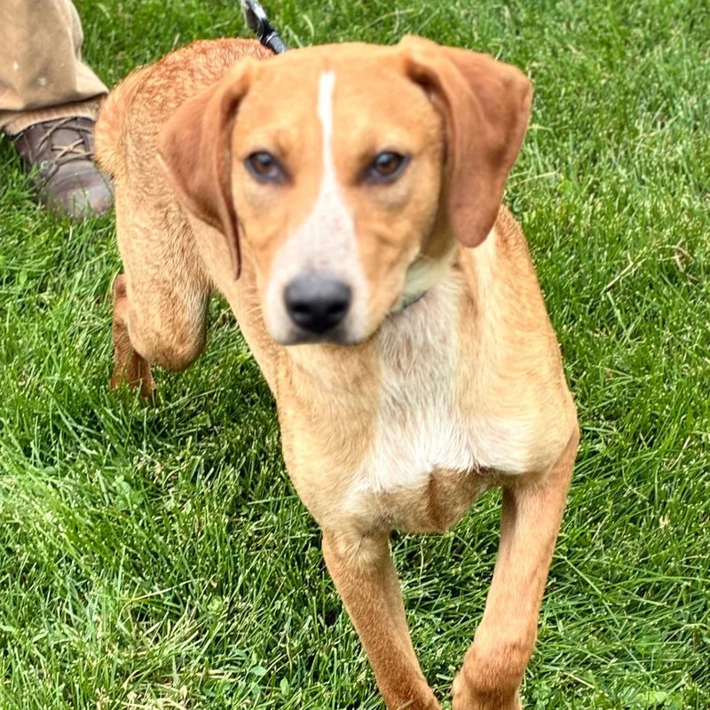 A young medium-sized male Red / Chestnut / Orange Cattle Dog dog named Jake for adoption in South Elgin, IL