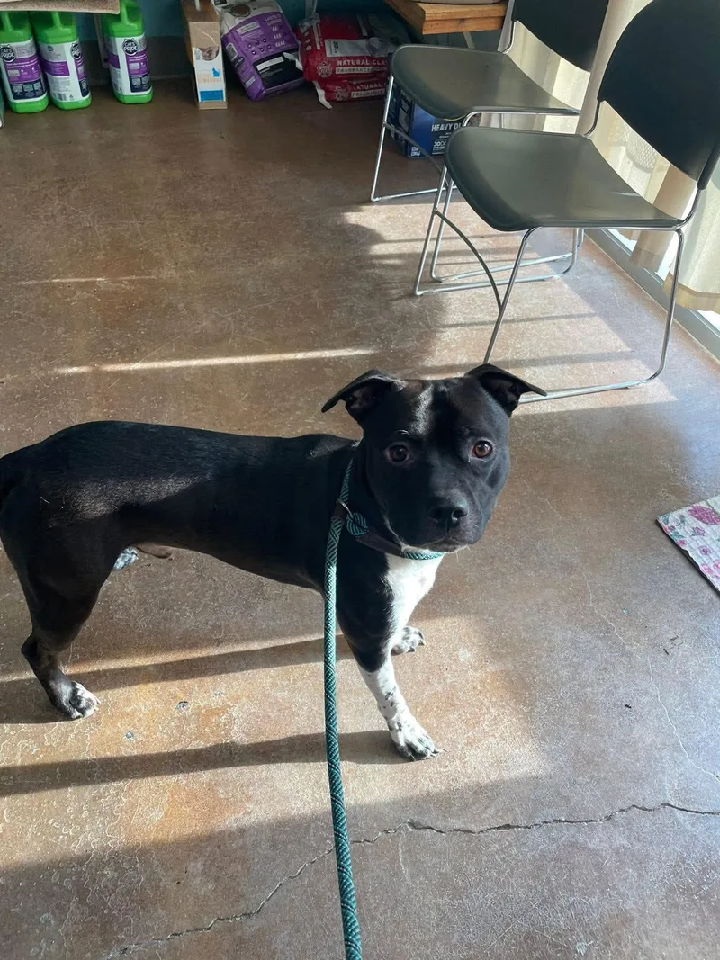 A young medium-sized male Black Pit Bull Terrier dog named Milly for adoption in Liberty, MO