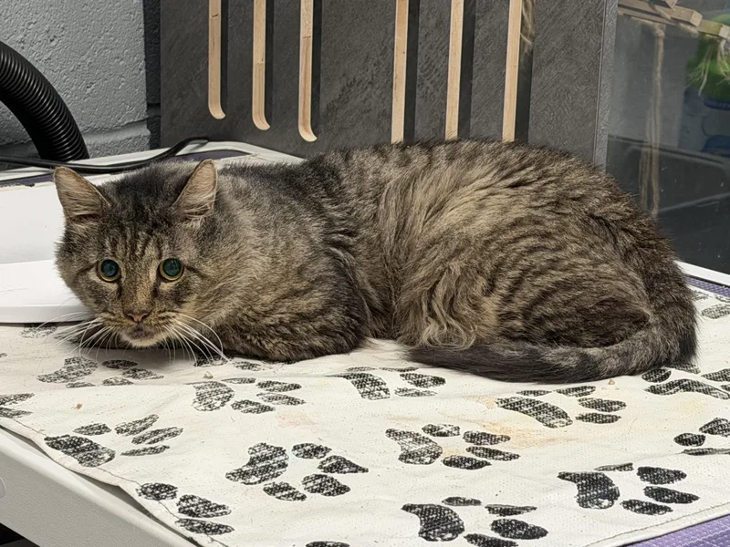 A senior medium-sized male Domestic Medium Hair cat named Caesar for adoption in Pottsville, PA