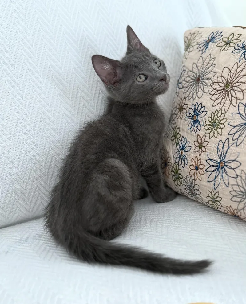 A baby small-sized male Gray / Blue / Silver Domestic Short Hair cat named Jupiter and Saturn for adoption in New Orleans, LA