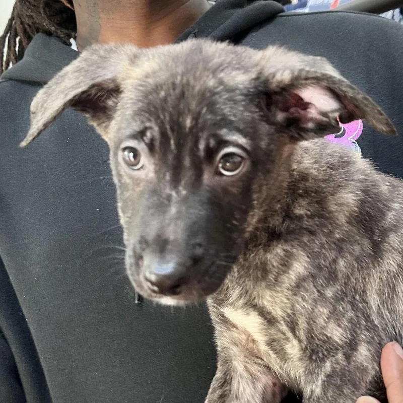 Bad Bunny thumbnail 2