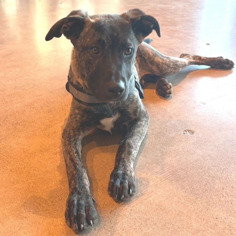 Bad Bunny thumbnail 3