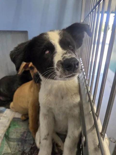 A baby small-sized female Chihuahua dog named Aurora for adoption in San Bernardino, CA