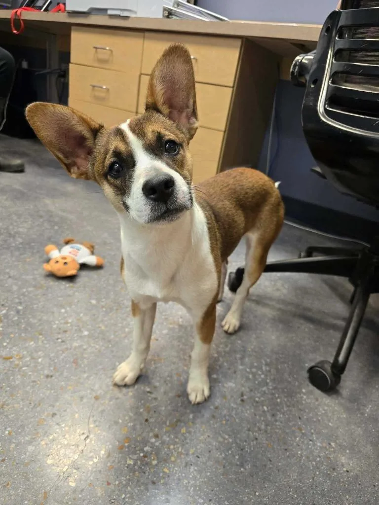 A baby medium-sized female Rat Terrier dog named Luna Lovegood for adoption in New Orleans, LA