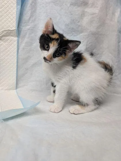 A baby large-sized female Calico cat named Fergie for adoption in Middletown, CT