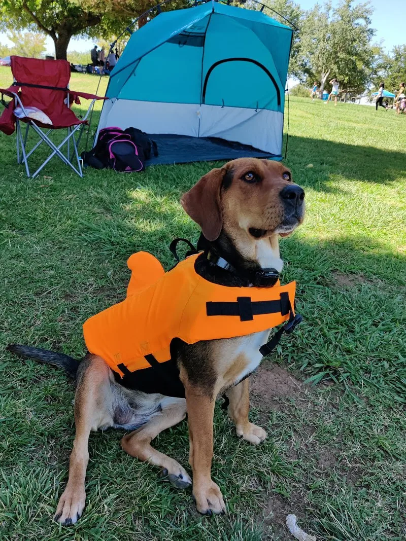 An adult medium-sized female Hound dog named Kuma for adoption in Grass Valley, CA
