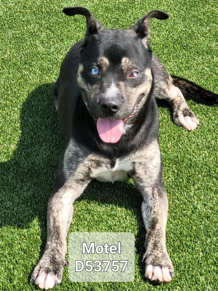 An adult medium-sized male Australian Cattle Dog / Blue Heeler dog named Motel for adoption in Clarksville, TN