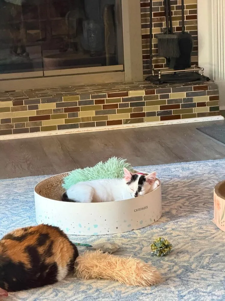 A baby small-sized female Black & White / Tuxedo Domestic Short Hair cat named Ginger for adoption in Chicago, IL
