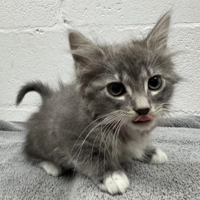 A baby small-sized female Gray / Blue / Silver Domestic Short Hair cat named Mango for adoption in Saint Louis, MO