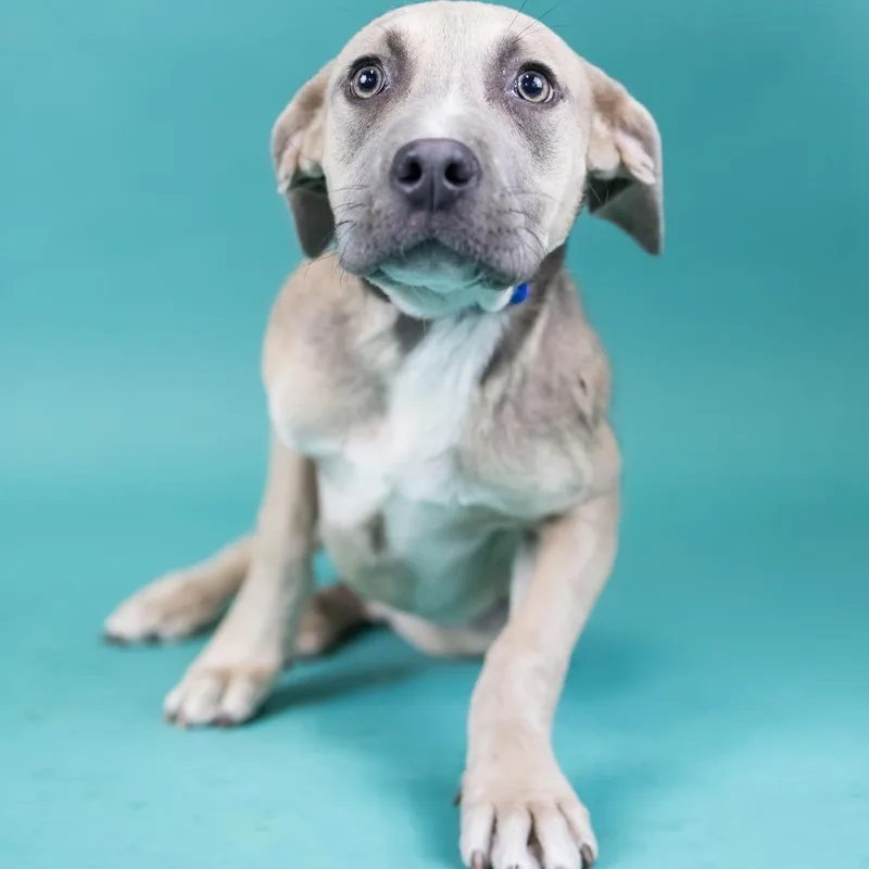 A young medium-sized female Yellow / Tan / Blond / Fawn Mixed Breed dog named Risk for adoption in Portland, OR