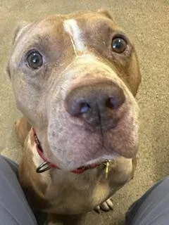 A young medium-sized male Brown / Chocolate Pit Bull Terrier dog named Hugo for adoption in Cleveland, OH