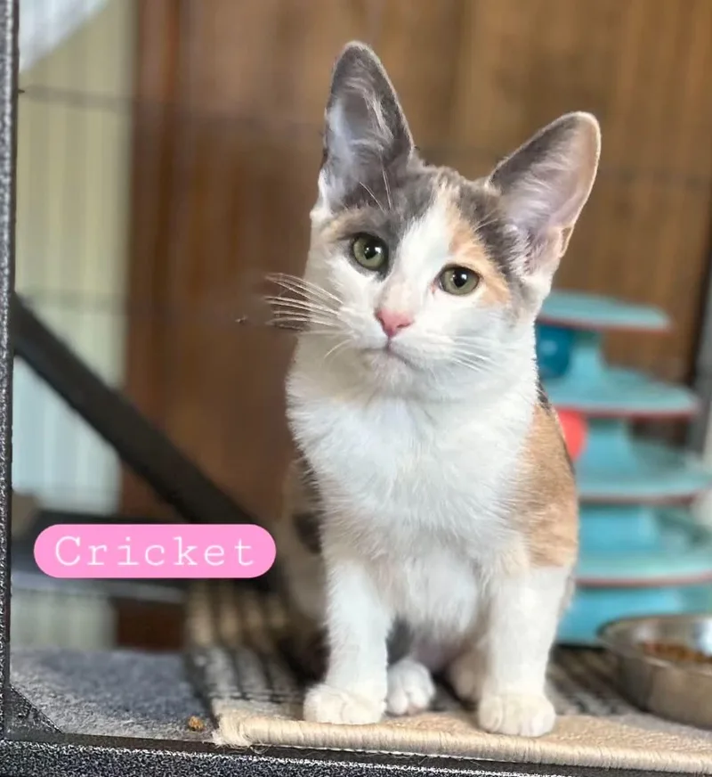 A baby medium-sized female Calico cat named Cricket for adoption in Wyandotte, MI