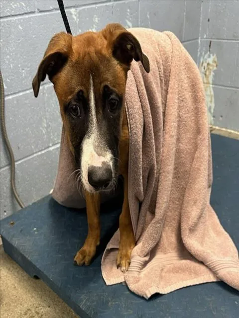 A baby medium-sized male Pit Bull Terrier dog named Styx for adoption in Woodland, CA