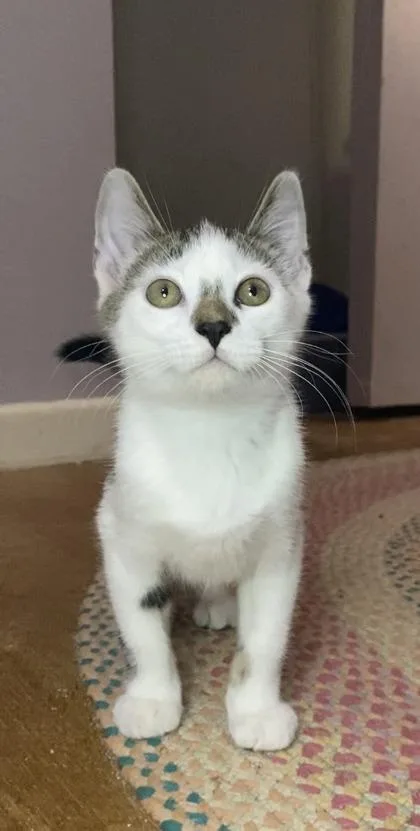 A baby small-sized male Domestic Short Hair cat named Harris for adoption in Ringoes, NJ