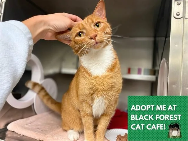 An adult small-sized male Domestic Short Hair cat named Mr. Sammy for adoption in Fort Wayne, IN