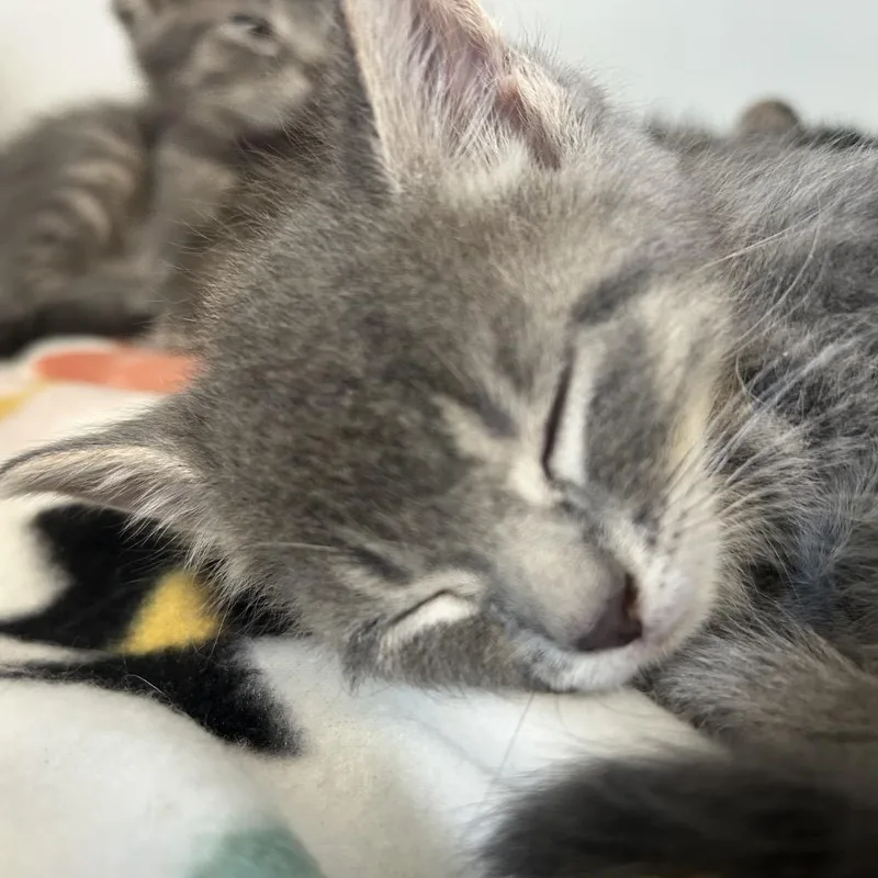 A baby small-sized male Gray / Blue / Silver Domestic Short Hair cat named Dale for adoption in Uniontown, PA