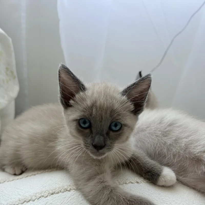 A baby small-sized female Blue Point Siamese cat named Dakota for adoption in Burbank, CA