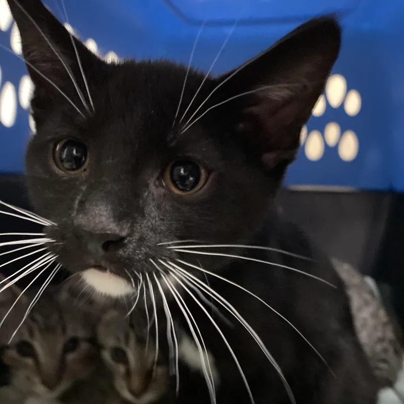 A baby small-sized female Black Domestic Short Hair cat named Ophelia for adoption in Lakeland, FL