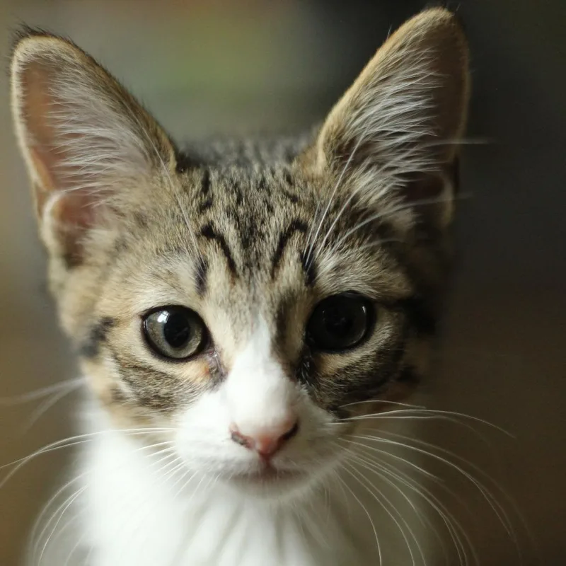 A baby small-sized female Brown / Chocolate Domestic Short Hair cat named Melissa for adoption in Hillsborough, NC