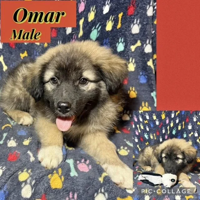 Omar
